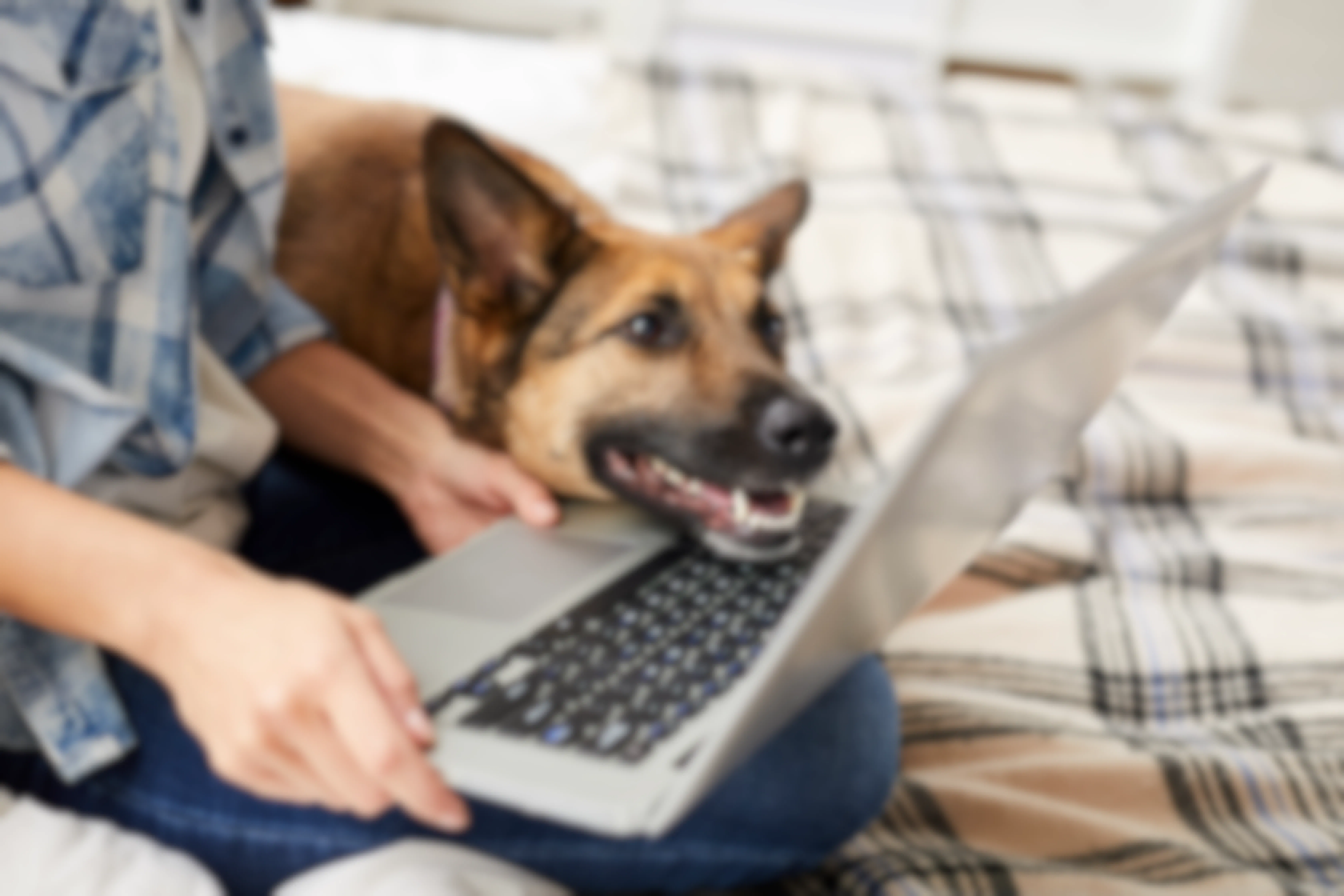 A person holding a laptop computer on their lap. A large dog is laying next to them, resting its head on the keyboard.
