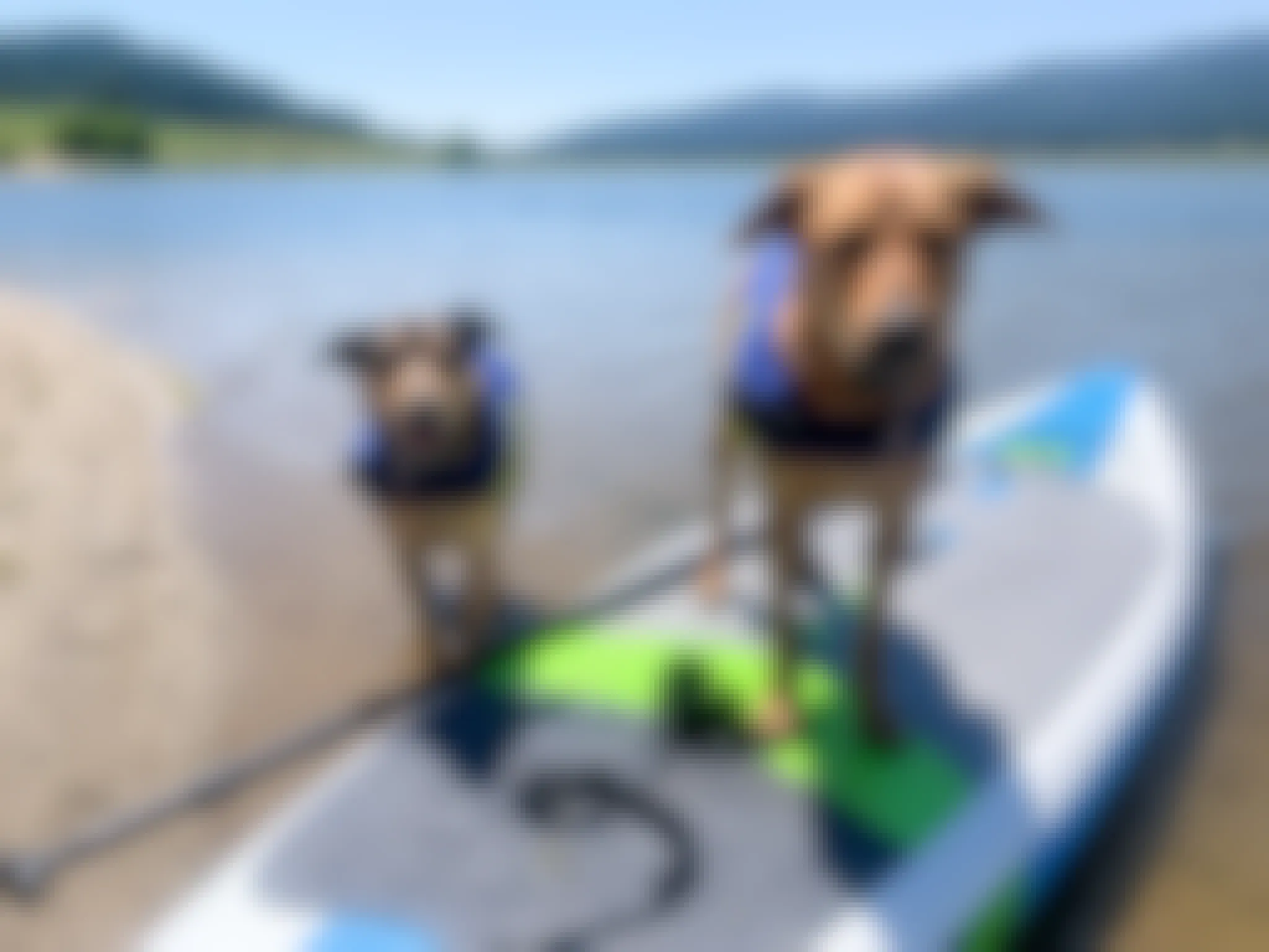 Two dogs in blue life jackets. One standing on a paddle board, the other next to it on the shore of a beach at a Lake.