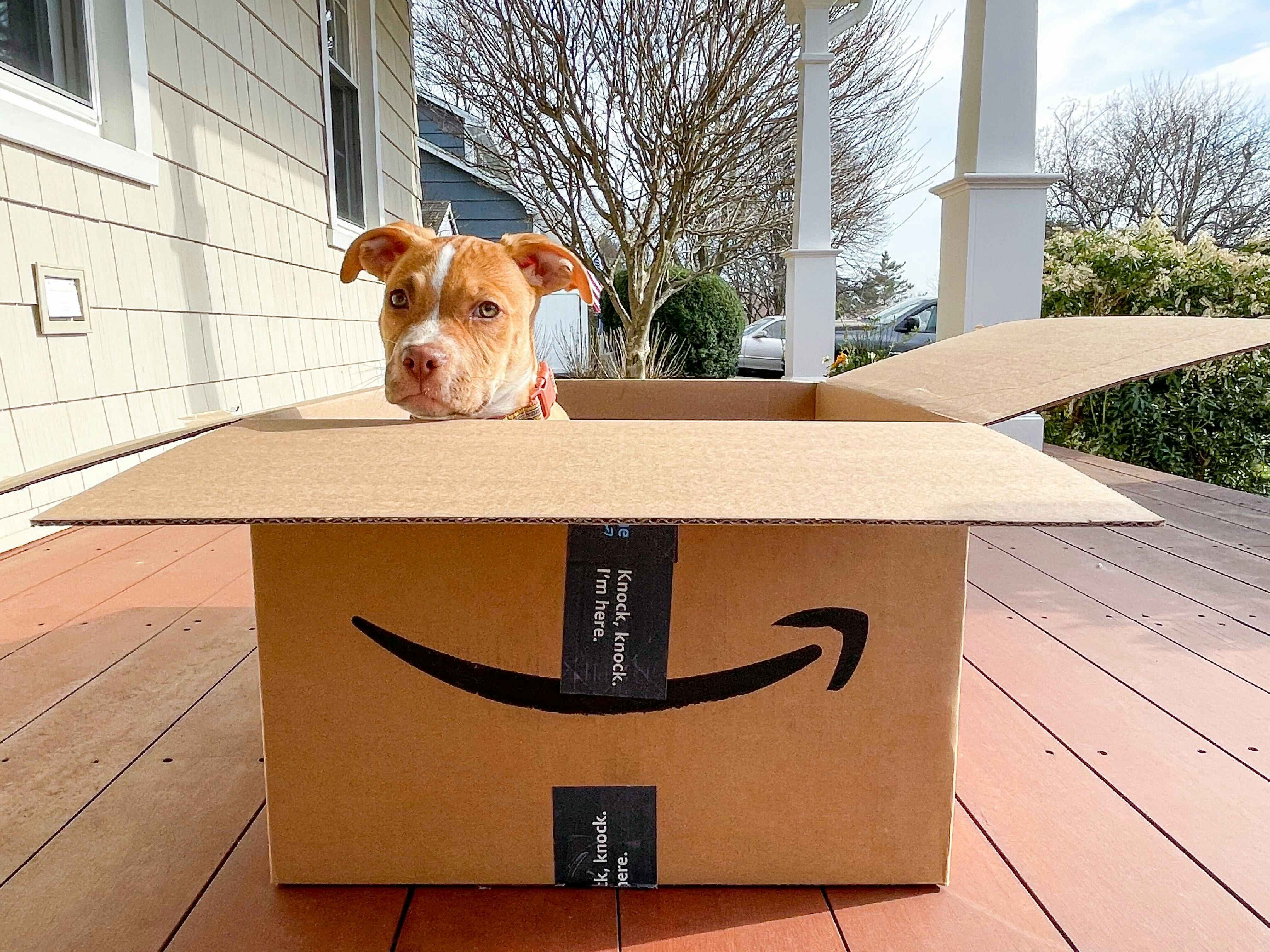 A light colored puppy in an open Amazon box sitting on a front porch.