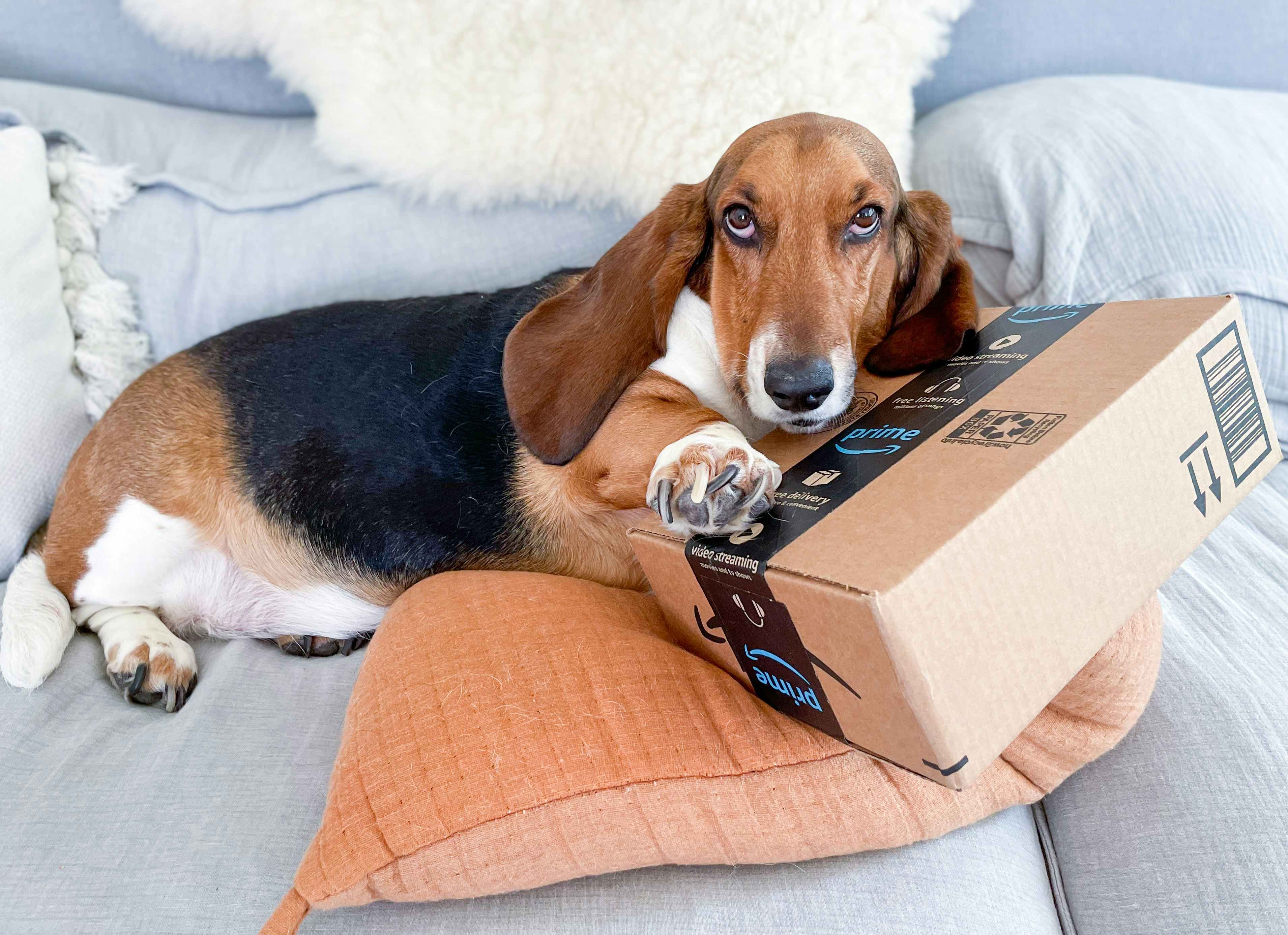 A dog laying on a couch, resting its head and paw on an Amazon delivery box.