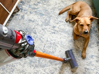 A dog laying on a carpet next to a Dyson vacuum.