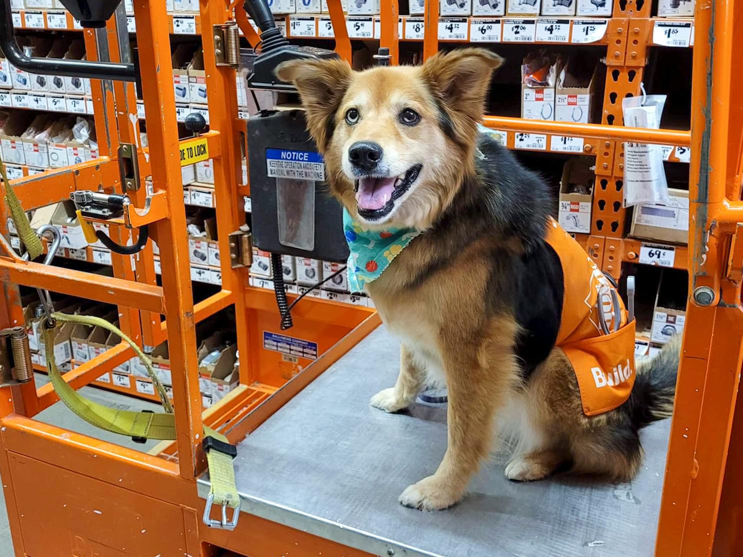 home depot dog treats