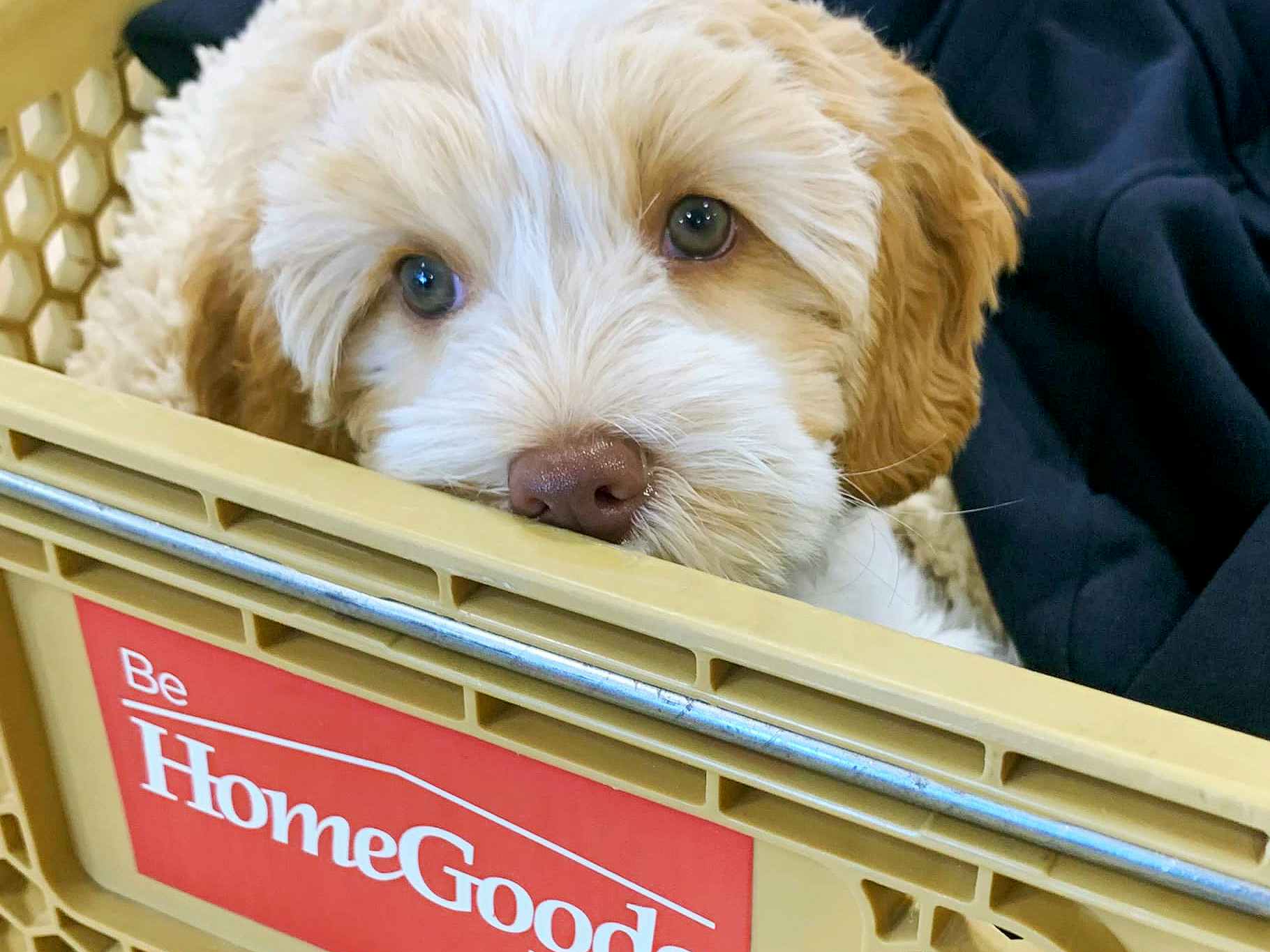 doodle breed dog in homegoods shopping cart