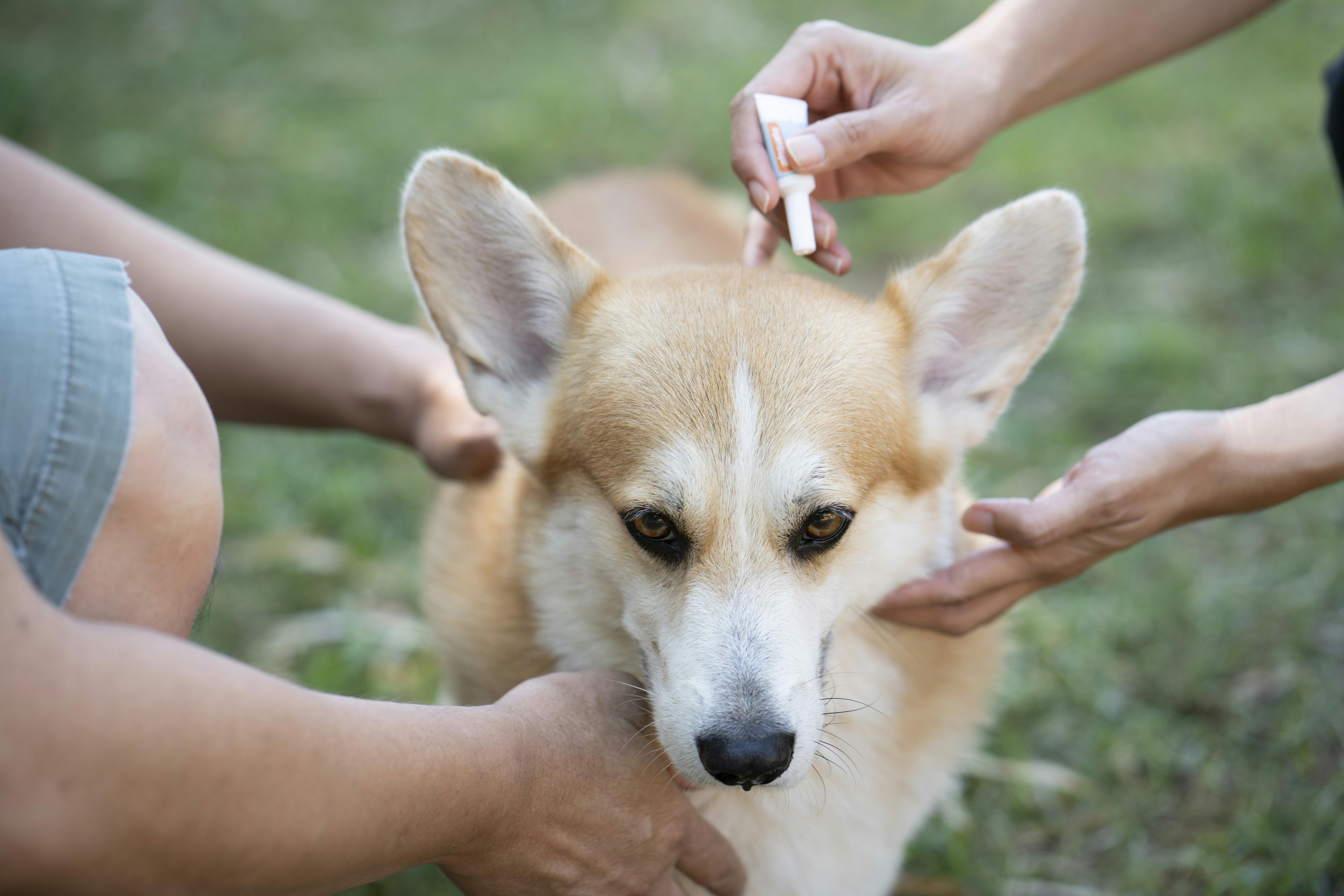 Two people's hands holding a dog still while one person applies flea medicine to the back of the dog's neck.