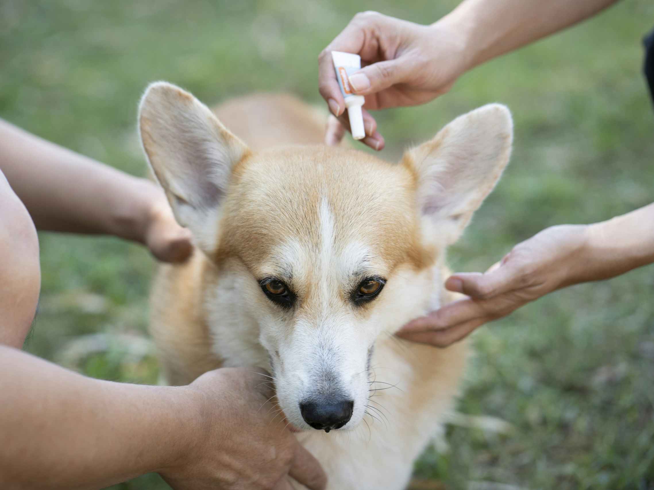 Two people's hands holding a dog still while one person applies flea medicine to the back of the dog's neck.