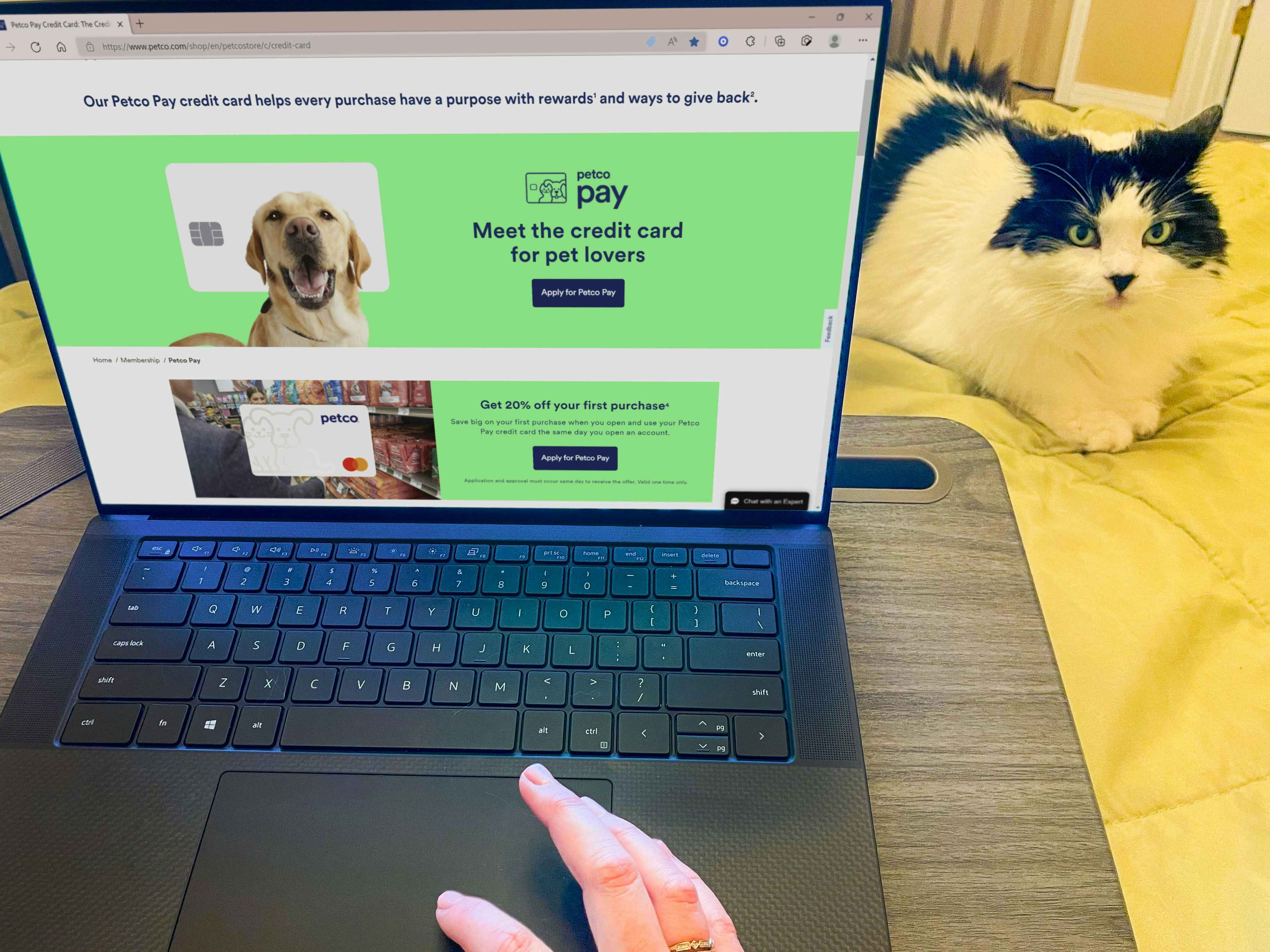 a person on a laptop with petco pay credit card info on screen with cat sitting nearby