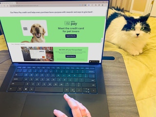 a person on a laptop with petco pay credit card info on screen with cat sitting nearby
