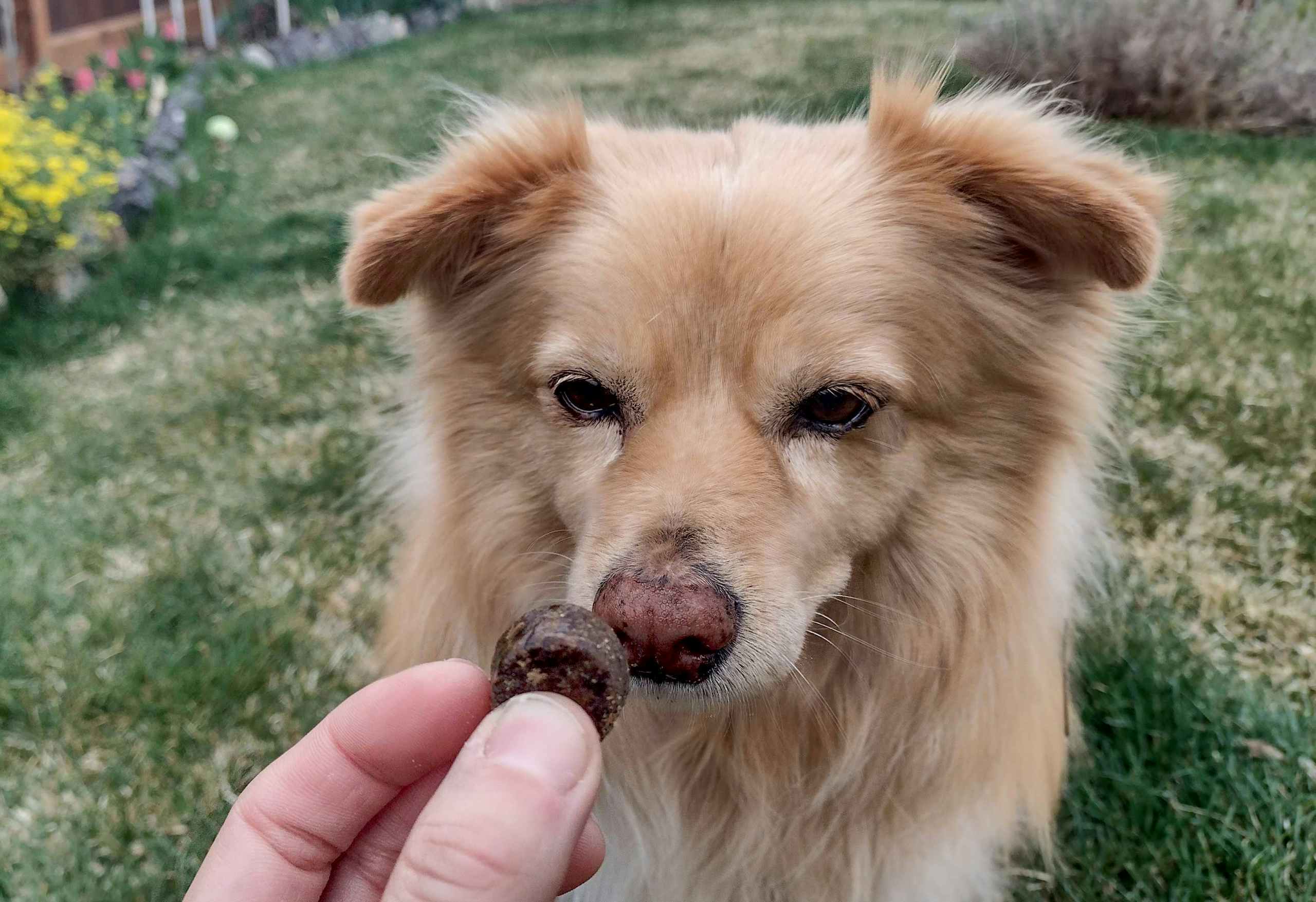 petjoy-dog-supplements-041922-e