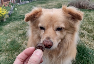 petjoy-dog-supplements-041922-e