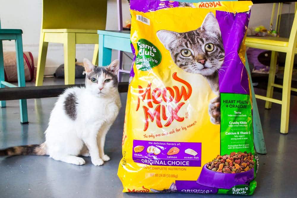 A cat sitting next to a large bag of Sam's Club Meow Mix cat food