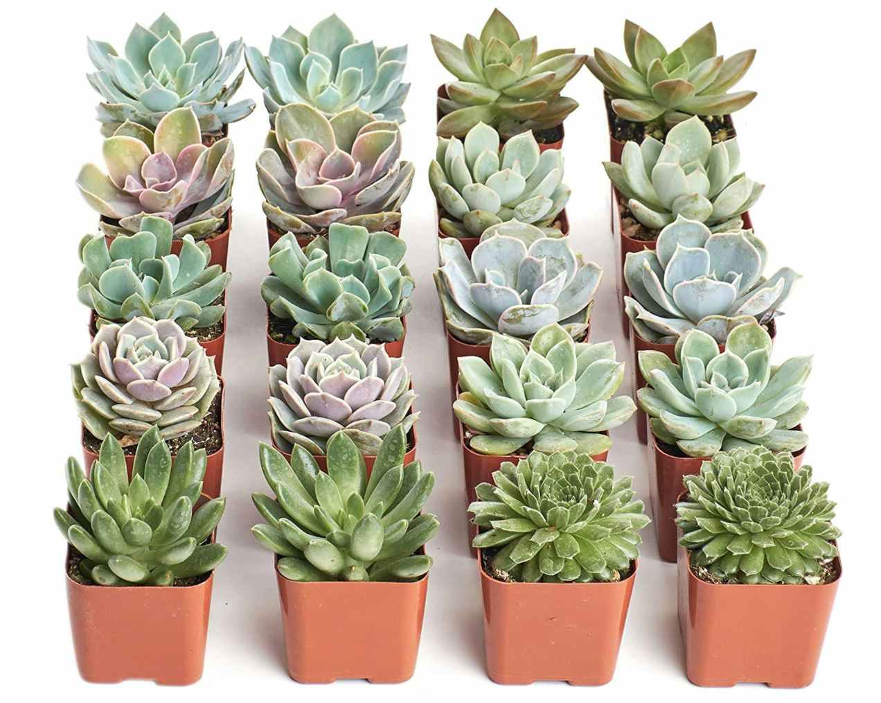 Assorted Succulents 20-Pack