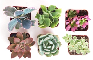 amazon assorted succulents 6 pack 2022 1653568880 1653568880 425x276