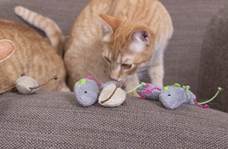 amazon catnip smartykat toys screenshot 1653323955 1653323955