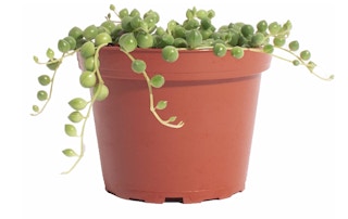 String of Pearls Succulent