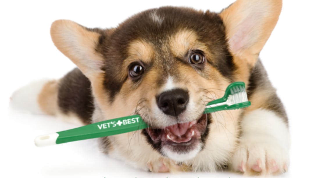 Vet's Best Enzymatic Dog Toothpaste + Toothbrush, as Low as 0.54 on