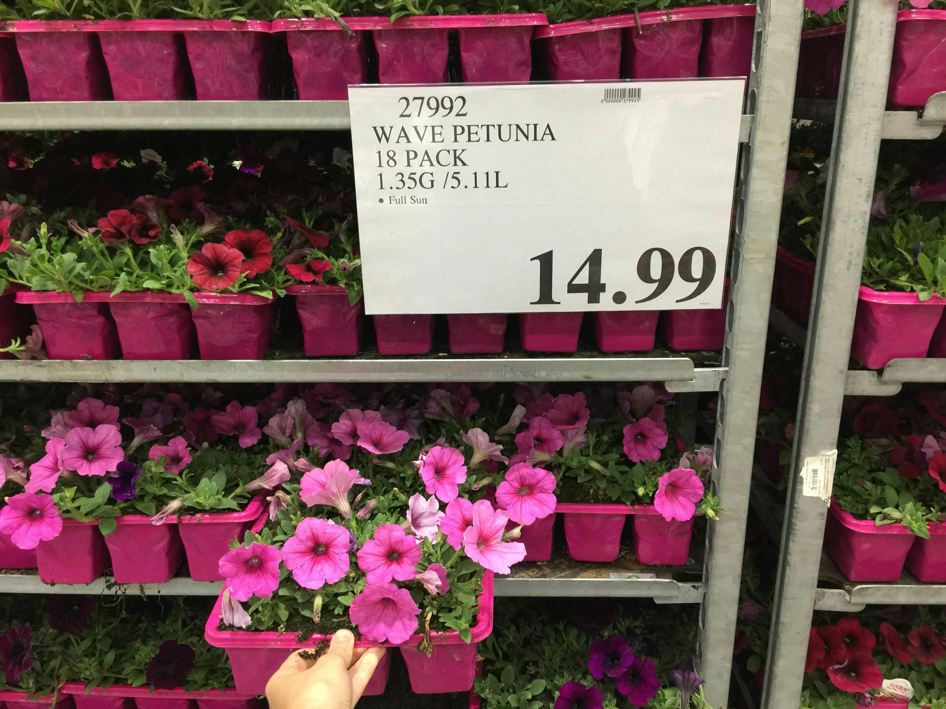 Costco Flowers How To Pay Under 1 Per Stem The Krazy Coupon Lady