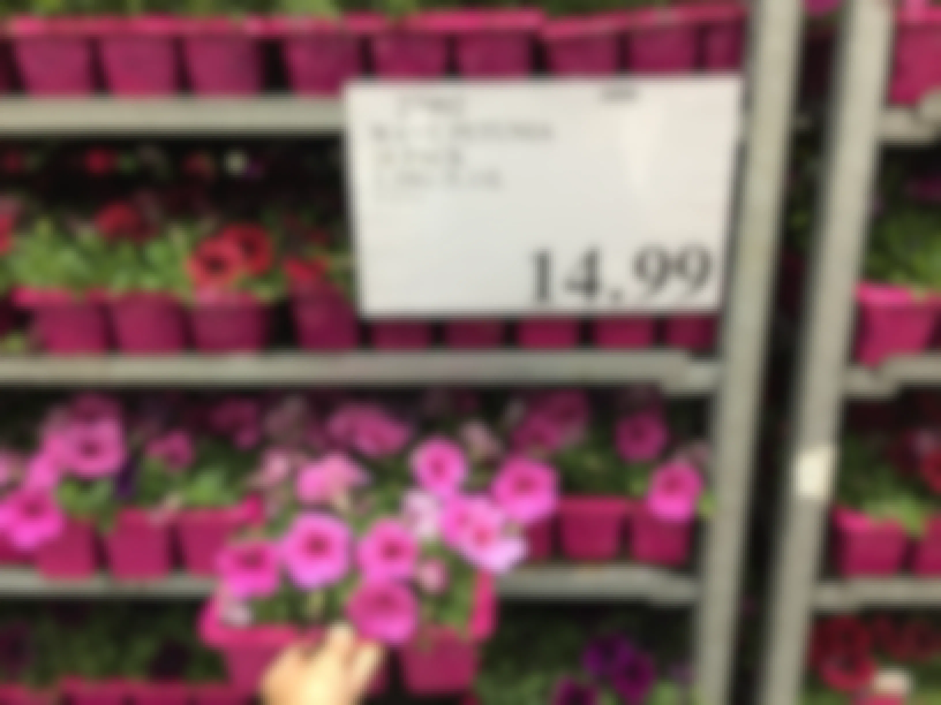 a woman pulling out a pack of purple/pink petunia flowers at Costco