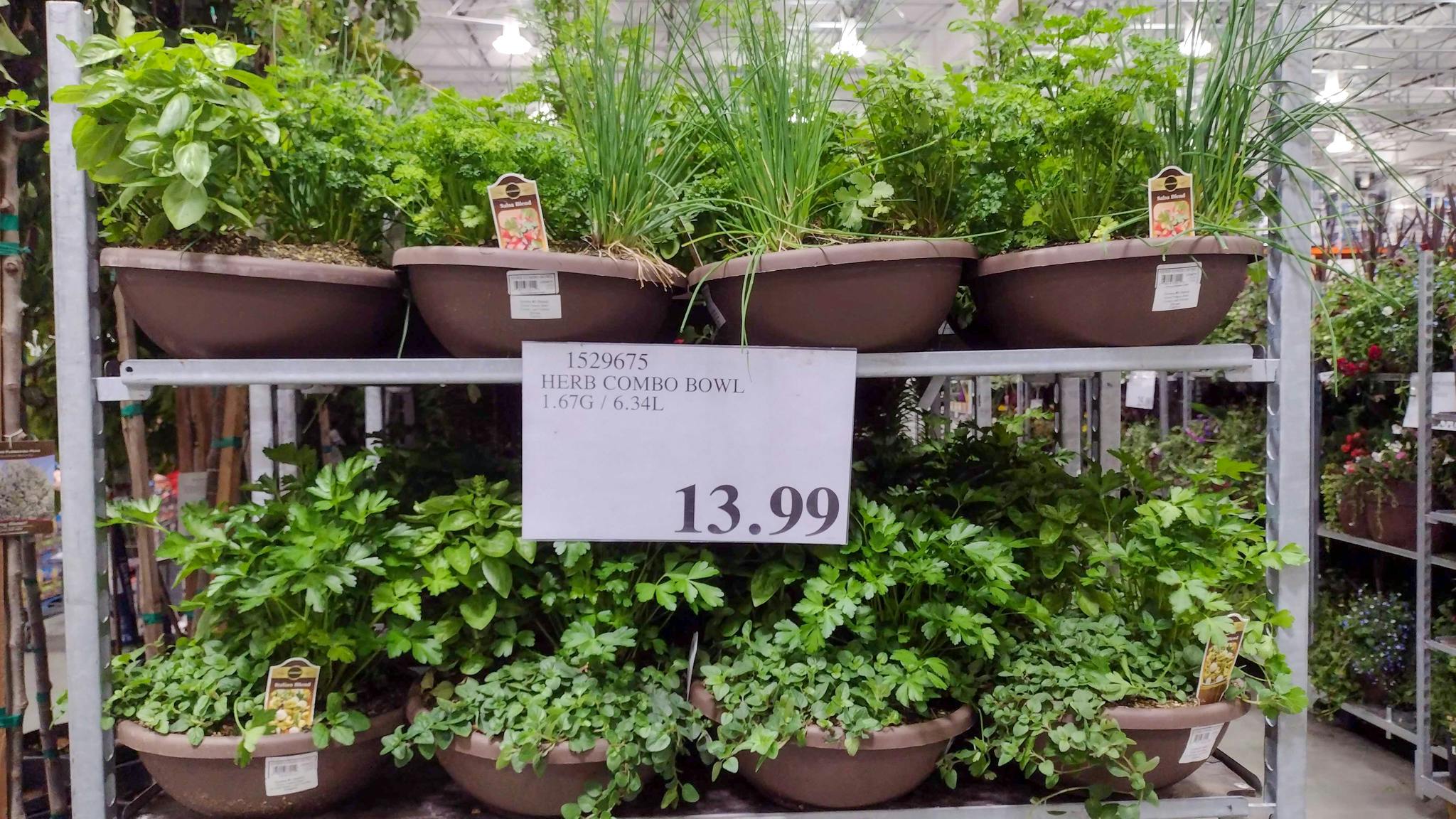 21 Free Games You Can Play with Your Alexa Device The Krazy Coupon Lady