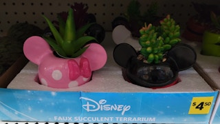 dollar general disney succulents 2022 sv 1652207864 1652207864