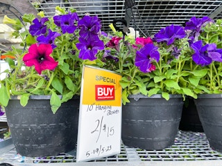 hanging flower baskets home depot 2022 2 1652974179 1652974179