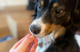 kcl favorite amazon pet finds dog eating dog treat 1652061735 1652061735 scaled