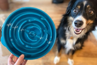 kcl favorite amazon pet finds outward hound slow feeder dog bowl 1652061633 1652061633 scaled