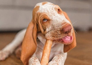 screenshot amazon pet day bully sticks pawstruck at 111034 am 1651511473 1651511473