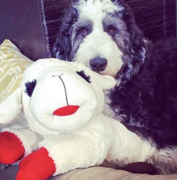 walmart-lamb-chop-jumbo-dog-toy-2022