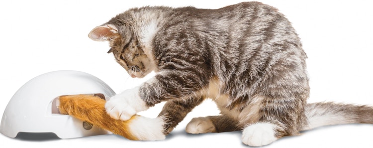 walmart-premier-pet-cat-foxtail-toy-2022