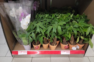 aldi orchid money tree 2022 sv 1655926513 1655926513