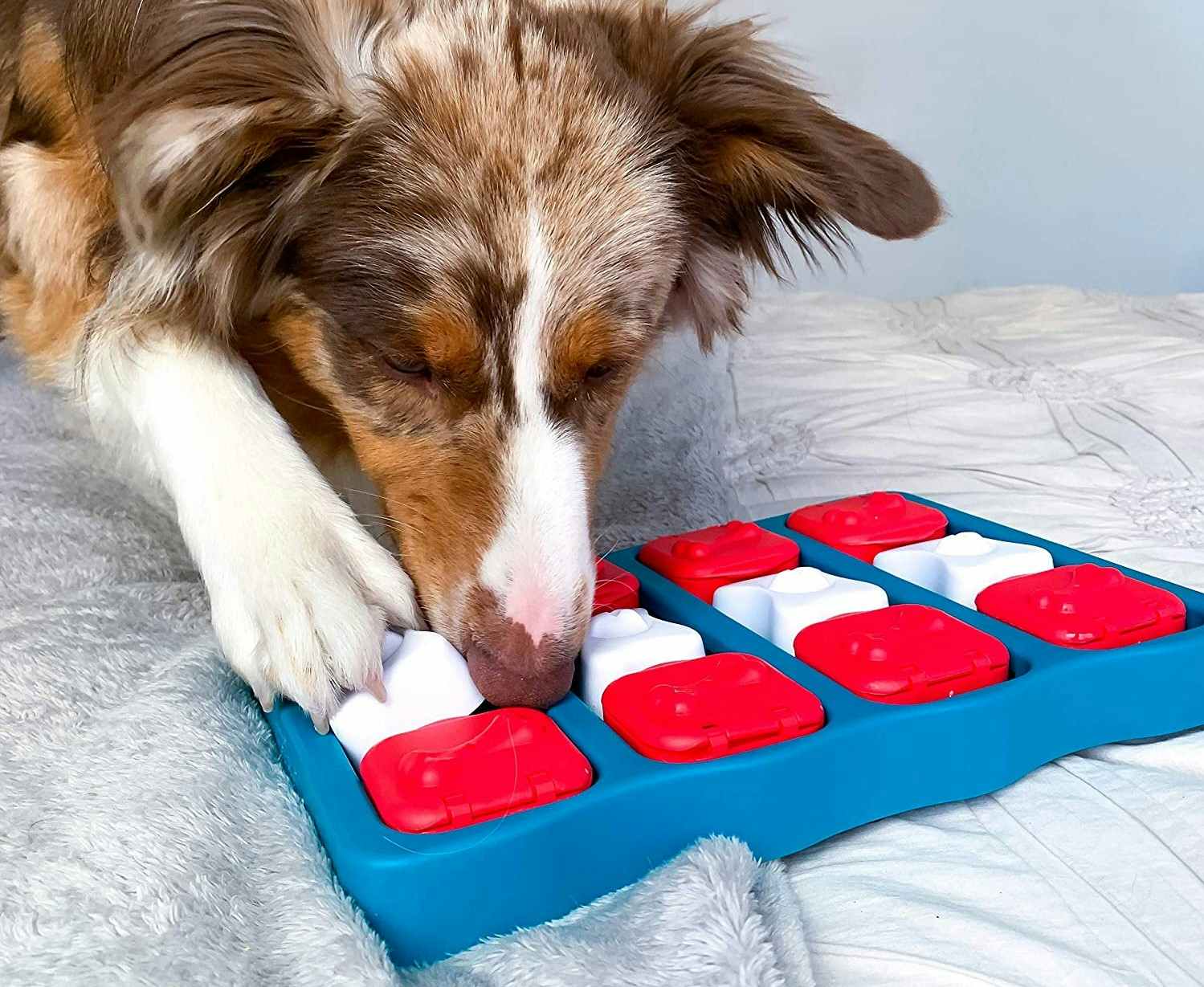 A dog opening an Outward Hound puzzle treat toy.