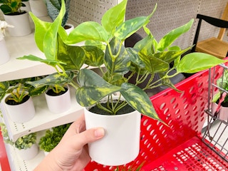 faux plants target 2022 1 1654096826 1654096826 scaled