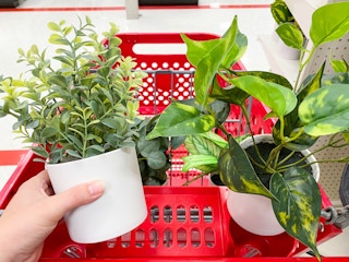 faux plants target 2022 3 1654096784 1654096784 scaled