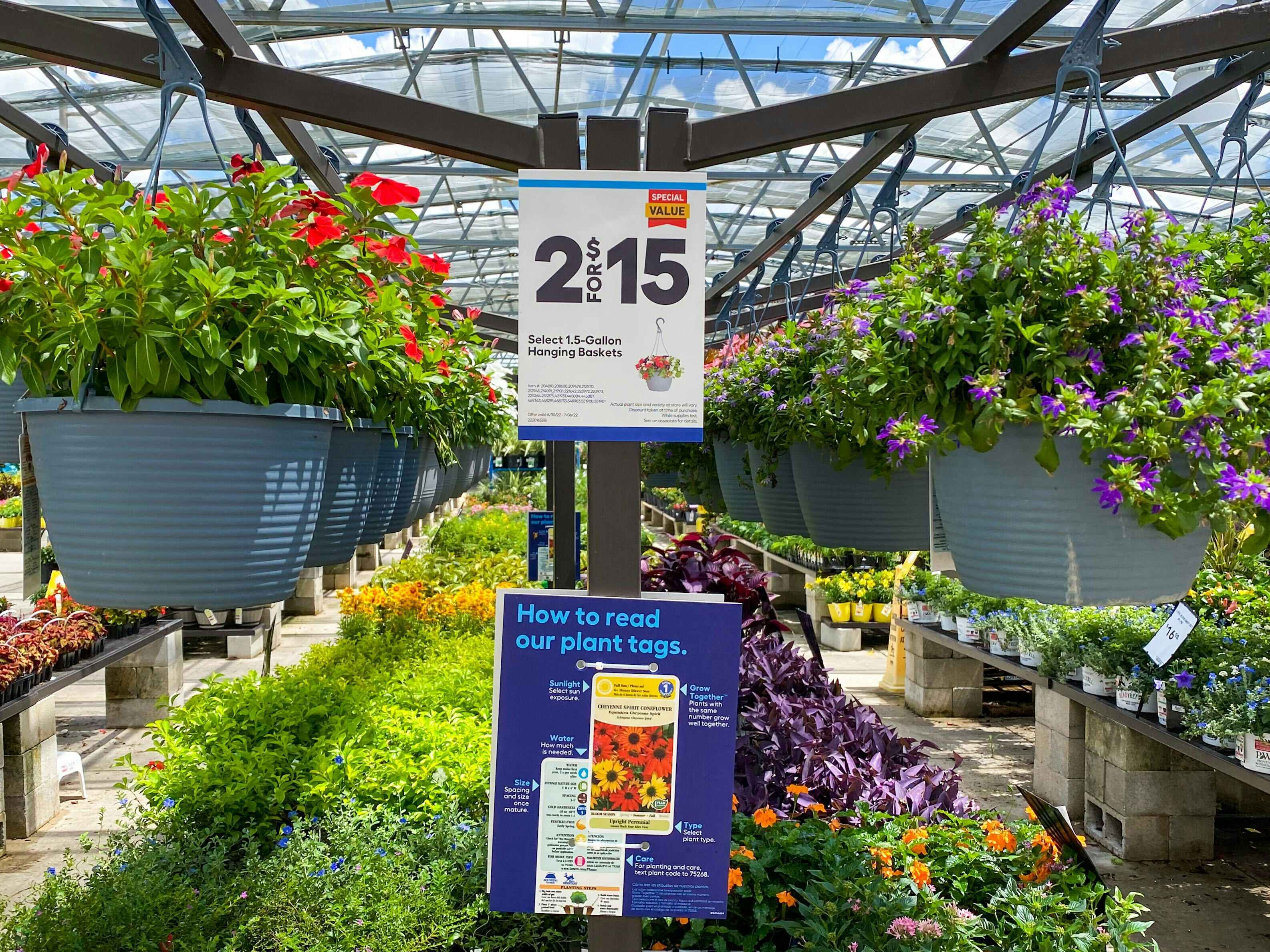 hanging flower baskets at Lowe's