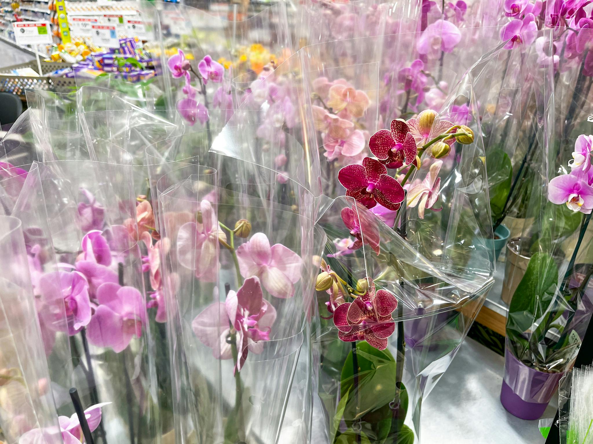 18 Convincing Reasons to Be Obsessed with Family Dollar The Krazy