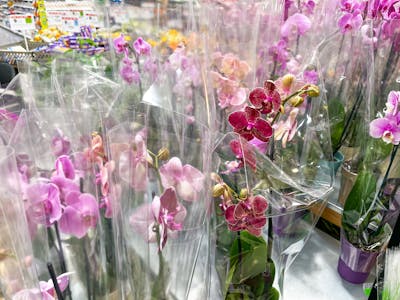 BOGO Orchids