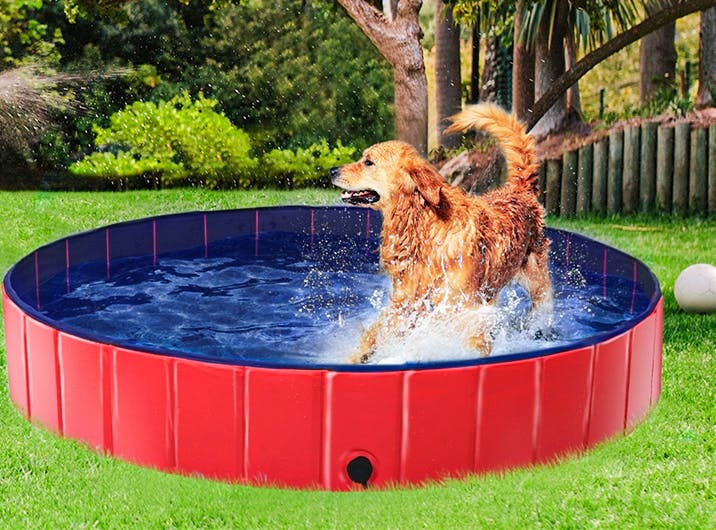 Petco Rewards & Other Pet Loyalty Programs That'll Save You Money - The ...