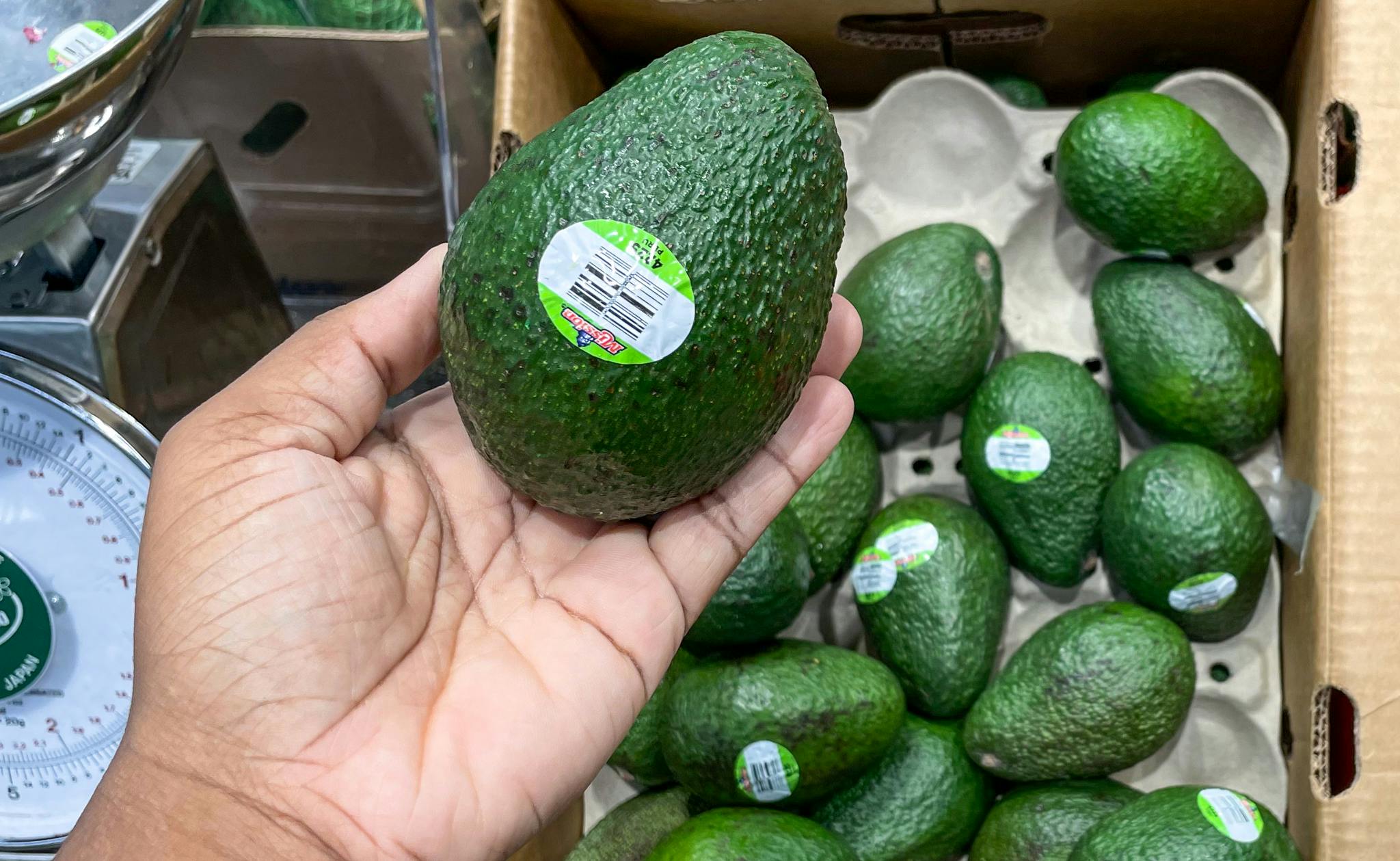 avocado held in hand at aldo