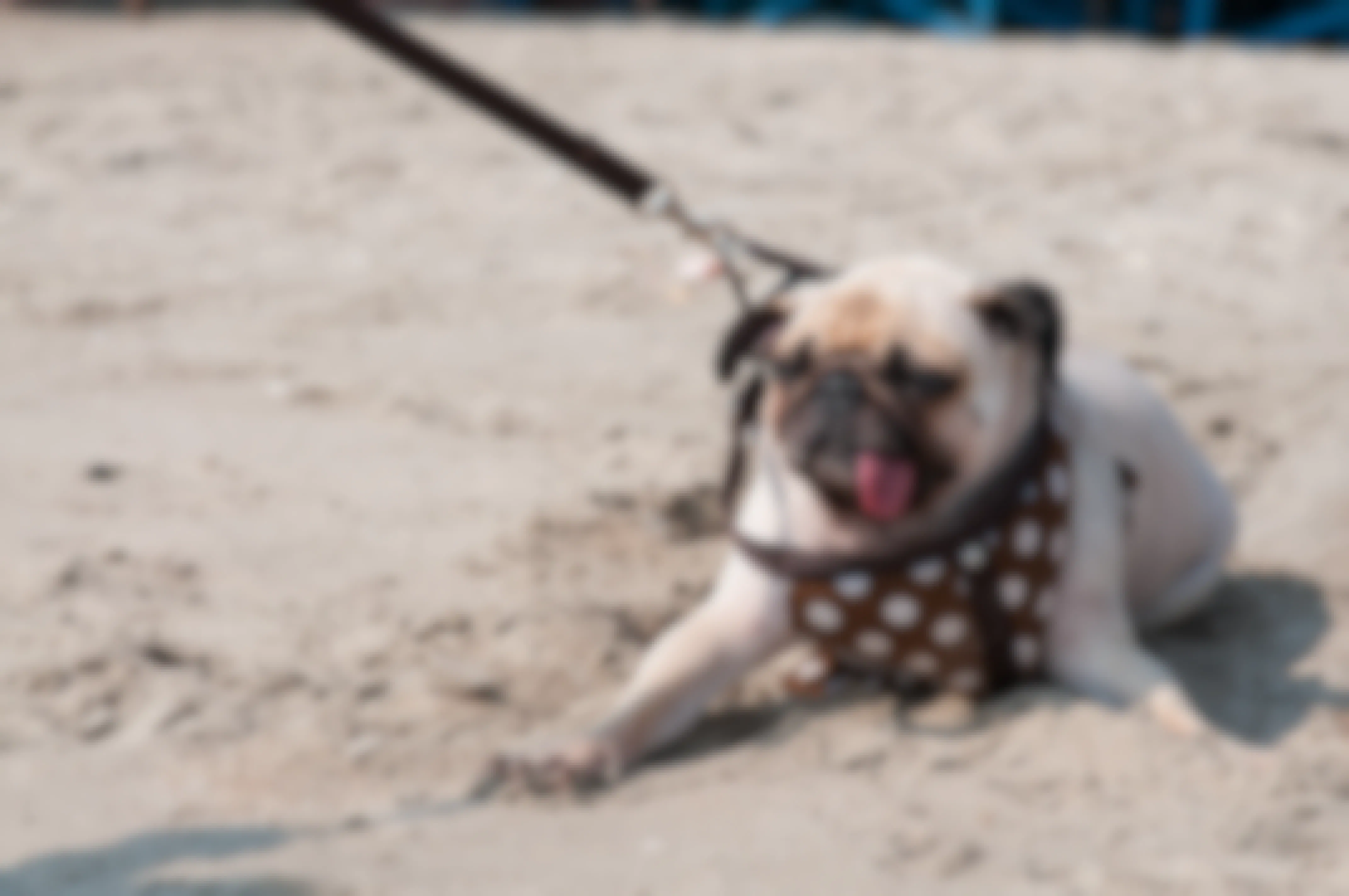 A dog laying on a beach with a leash and harness on.