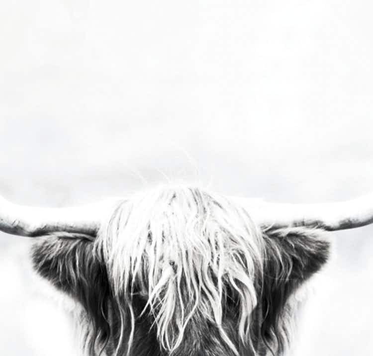 art canvas showcasing a longhorn