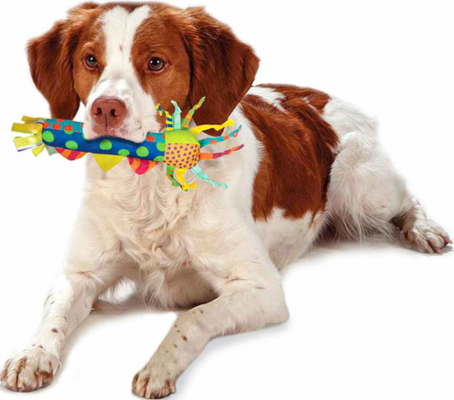 outward hound teething stick dog toy