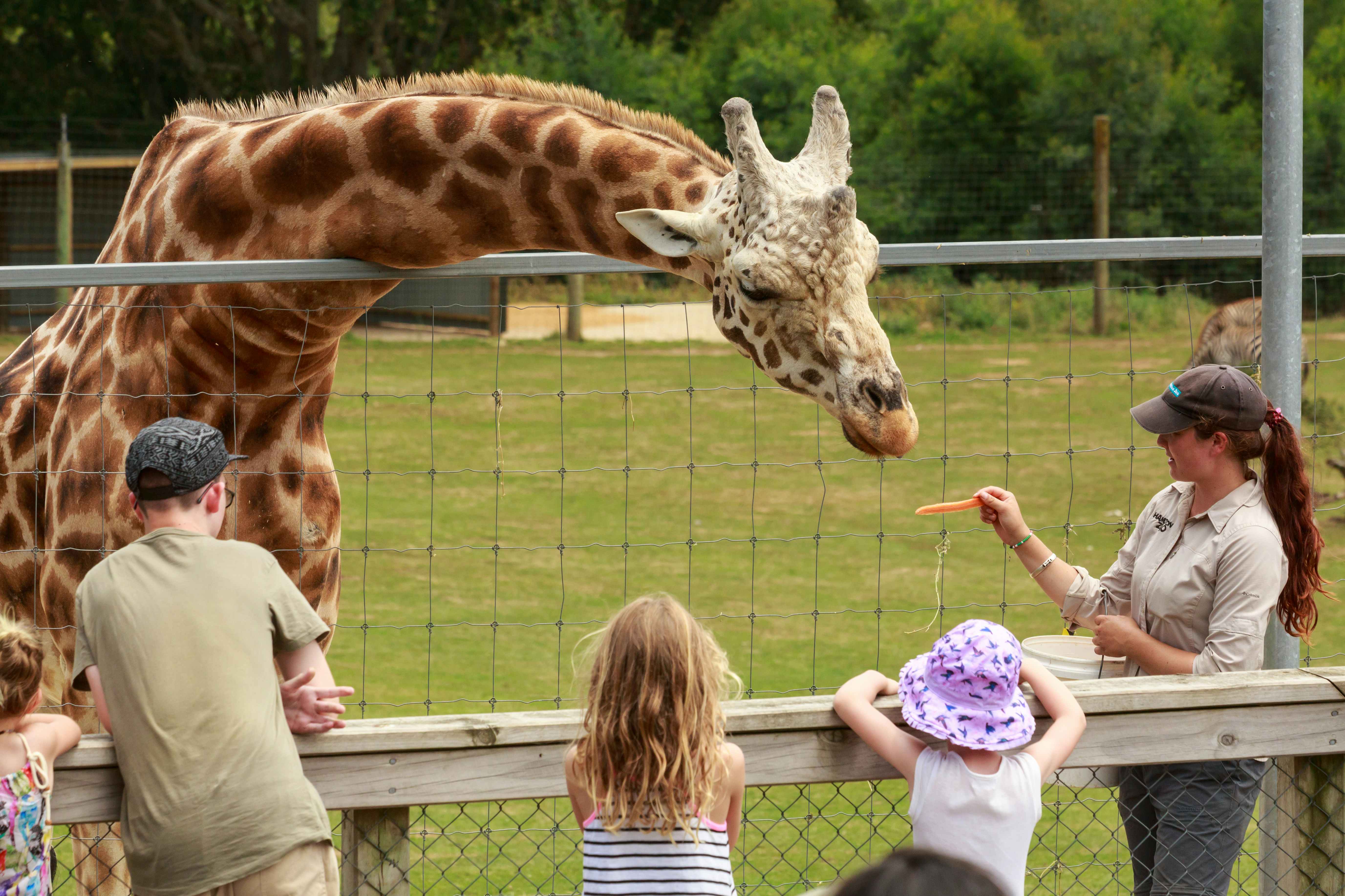 A parent and two children at the zoo, watching a zookeeper feeding a carrot to a giraffe.