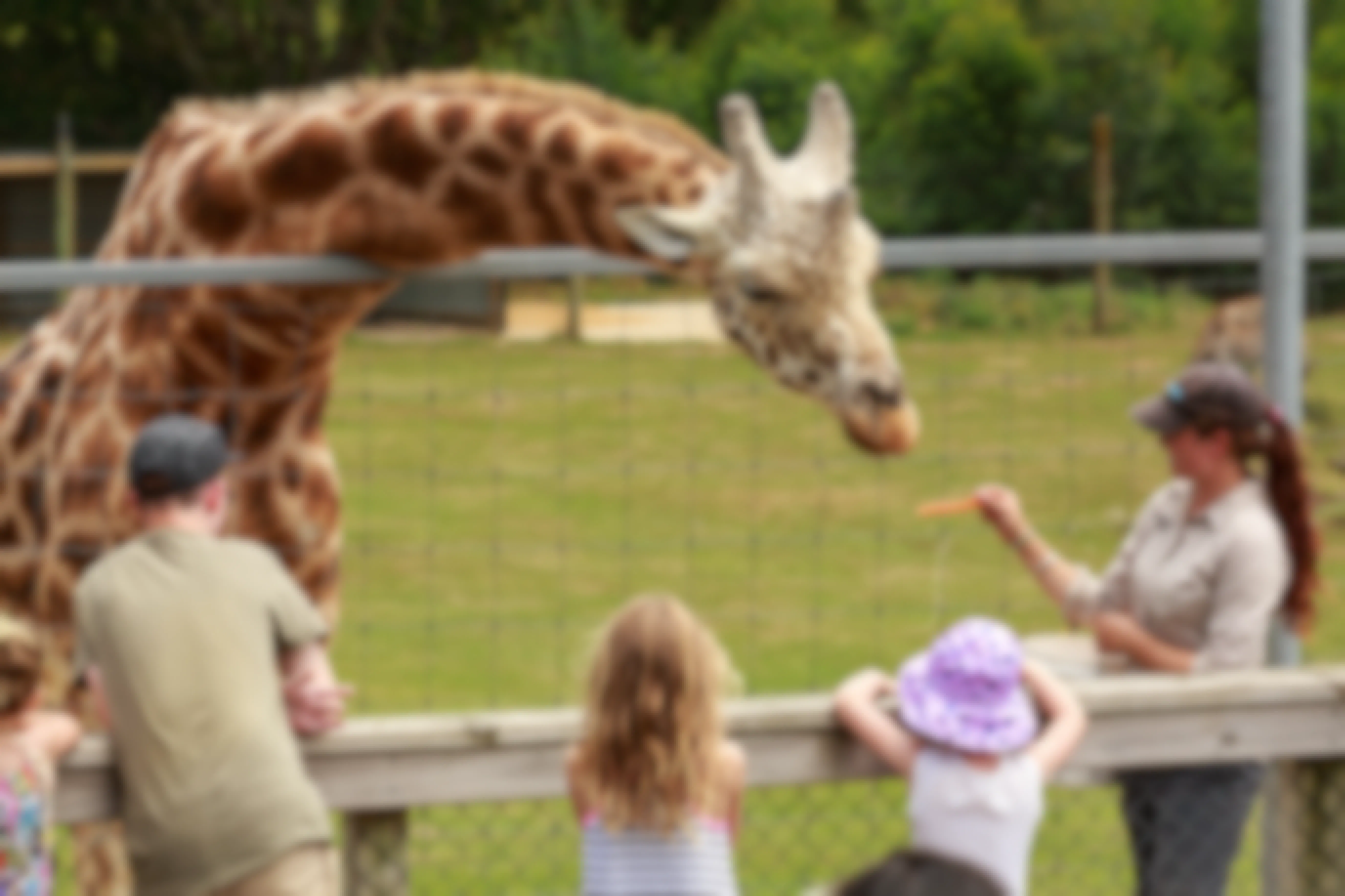 A parent and two children at the zoo, watching a zookeeper feeding a carrot to a giraffe.