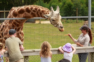 A parent and two children at the zoo, watching a zookeeper feeding a carrot to a giraffe.