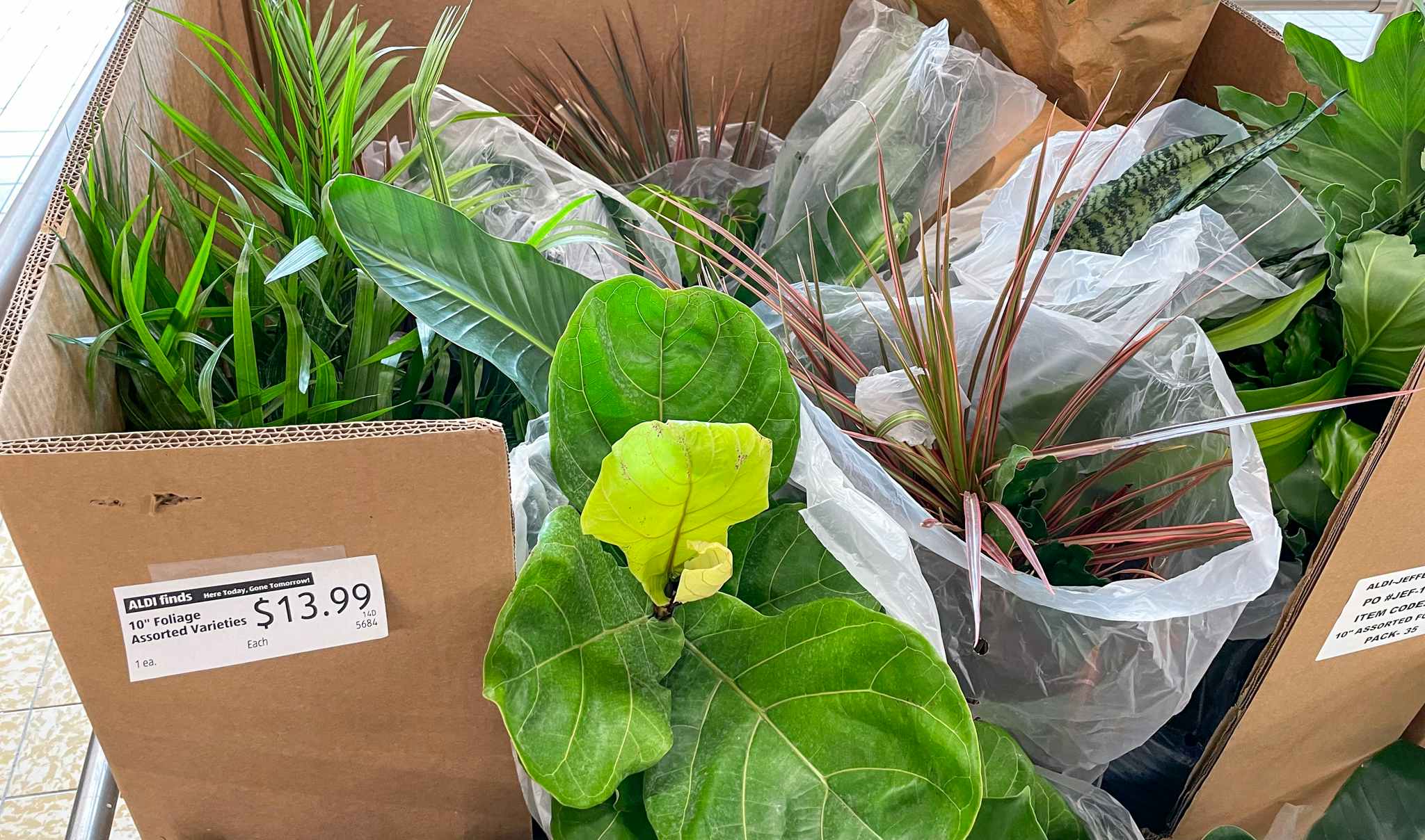 foliage in a box at aldi