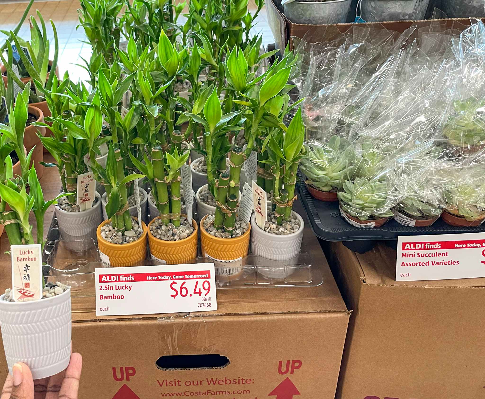 small bamboo plant held near sale sign