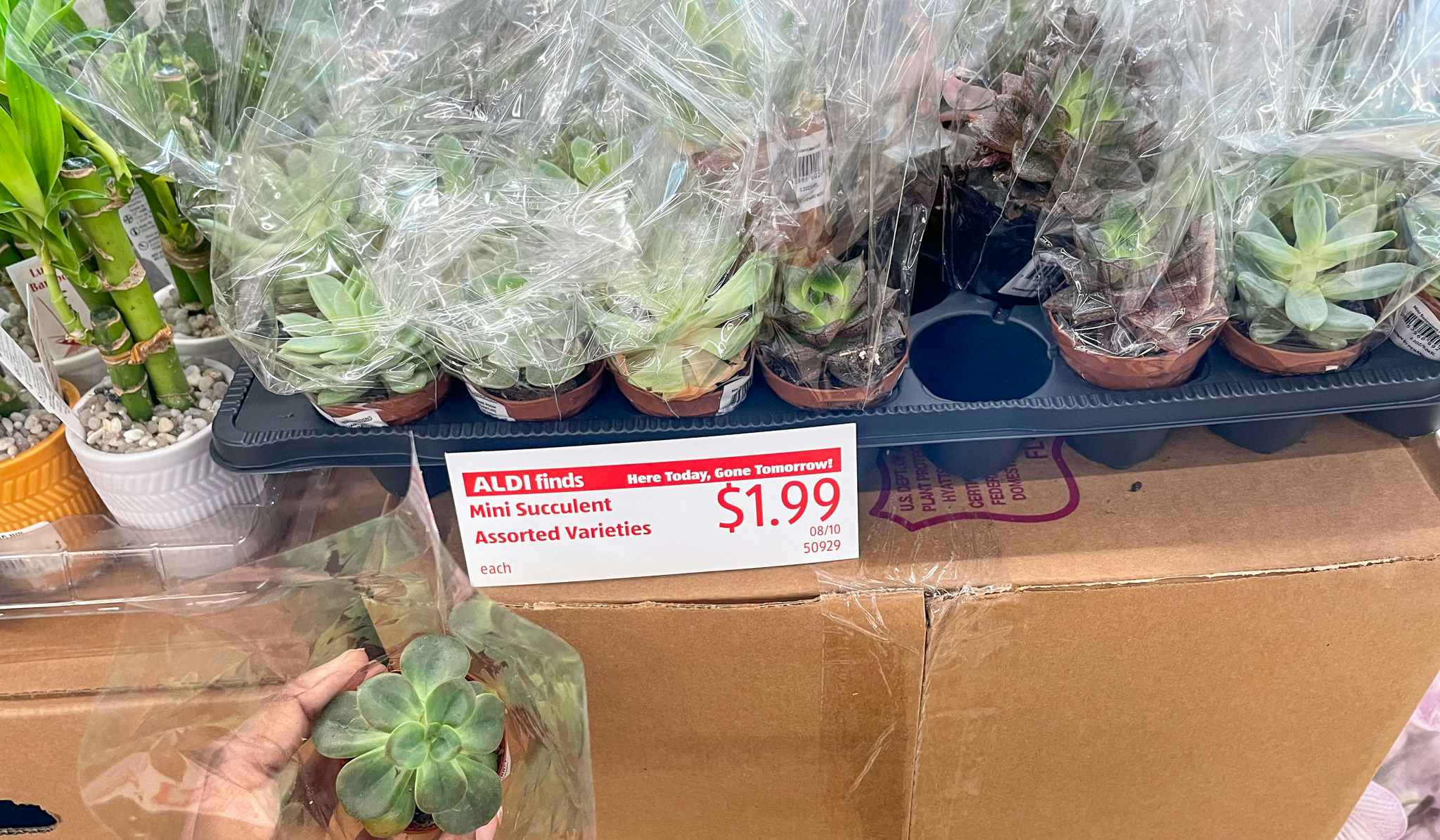 mini succulent held next to a sale sign at aldi