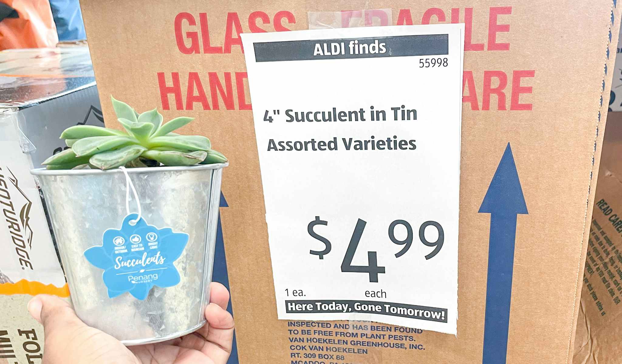 succulent in tin held in hand near sales sign