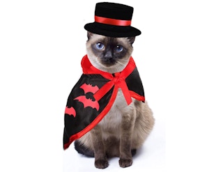 Cat in a vampire costume