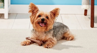 amazon dog chew bone toy screenshot 1660841236 1660841236